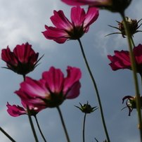 FUJIFILM X20 その６