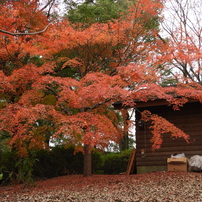 紅葉8