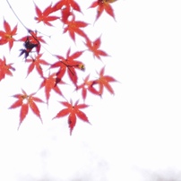 名残紅葉