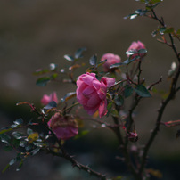 極月の薔薇