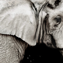 Zoo3