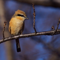 SIGMA(シグマ)のレンズ APO 50-500mm F4-6.3 EX DG HSM (ﾌｫｰｻｰｽﾞ
