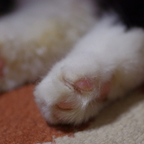 Cats Room Vol.2