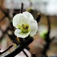 ボケて過ごすか、ボケずに死ぬか」　その2　（ボケへのやつあたり）