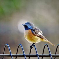 いろいろな鳥たち