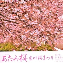 今年、最初の桜の華を・・・