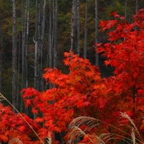 自然湖の秋
