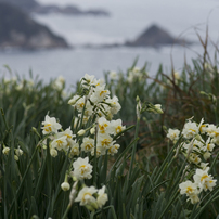 白崎海岸の水仙