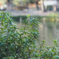 作例有り M.ZUIKO DIGITAL ED 12mm F2.0 OLYMPUS（オリンパス） M.ZUIKO DIGITAL ED 12mm F2.0 実写