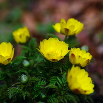 野の花