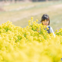 菜の花の写真 画像 写真集 写真共有サイト Photohito
