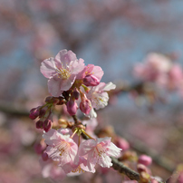 河津桜_代々木公園_01