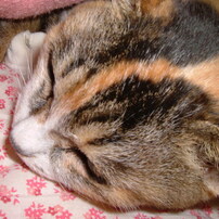 【動作確認ＯＫ】FUJIFilm　FinePix F410 FUJIFILM | 企業情報 | ニュースリリース | デジタルカメラ「FinePix