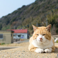 新しいボス？