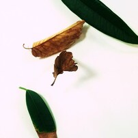 LEAF