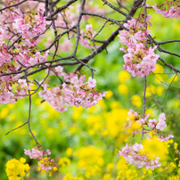 南伊豆の桜