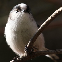 横浜の野鳥達