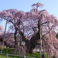 滝桜