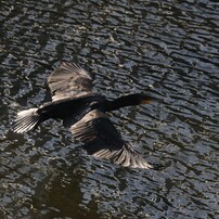 カワウ飛翔