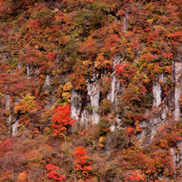紅葉2010