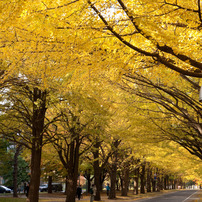 CANON(キヤノン)のレンズ EF17-40mm F4L USM で撮影した写真(画像)一覧