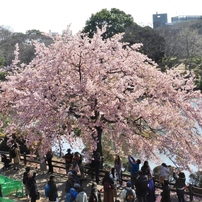 修善寺桜9