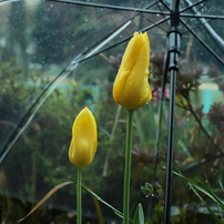 雨、降ってるから。
