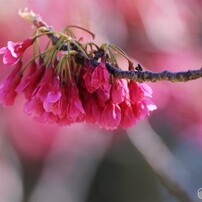 汐入 寒緋桜。