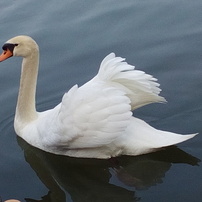 白鳥の眼差し