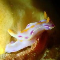 ニシキウミウシ