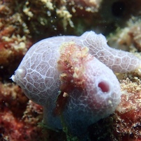 アオサメハダウミウシ