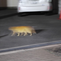 これはニャンだろうか？