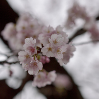 sakura_中#1