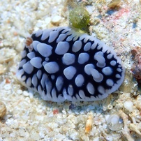 コウシンウミウシ