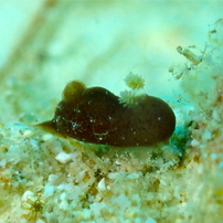 カンムリハラックサウミウシ