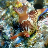 クロスジリュウグウウミウシ