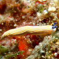 キシマオトメウミウシ