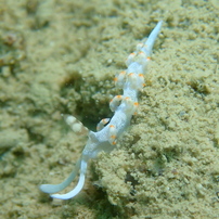 ケラマミノウミウシ