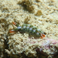 ハナミドリガイ