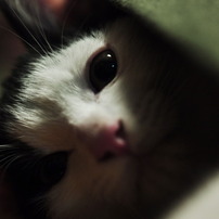 我が町の猫３
