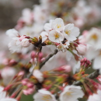 LENSBABY(レンズベビー)のレンズ コンポーザープロ スウィート50