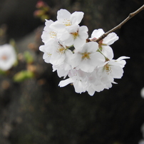 桜7