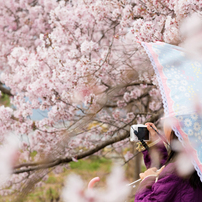 花柄の雨傘