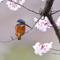 2019 桜カワセミ