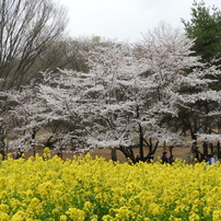 お花見10