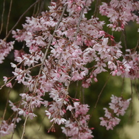 枝垂れ桜1
