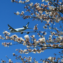 「青が好き」 さくら・咲き始めました ✈出発です