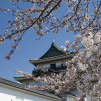 和歌山城の桜2019