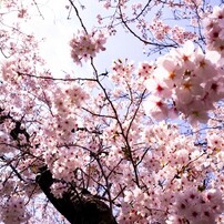 桜　2019年