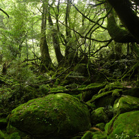 2010夏　屋久島